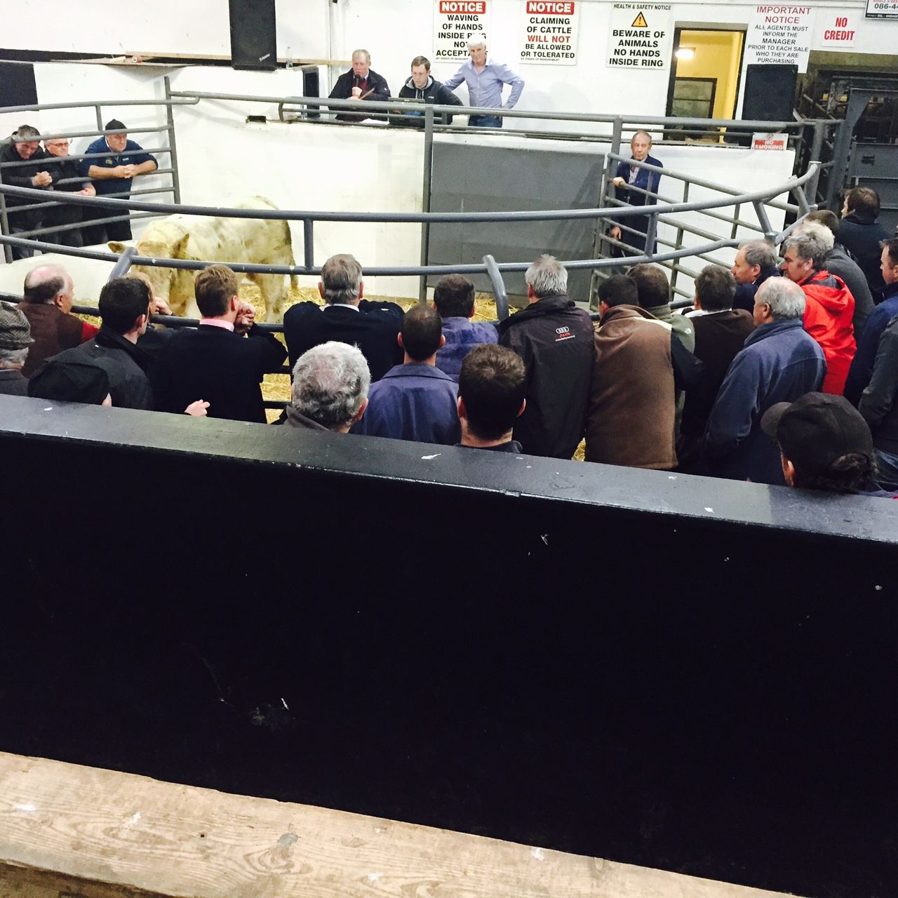 Quality cattle remain in demand with weanlings trading up to €3/kg