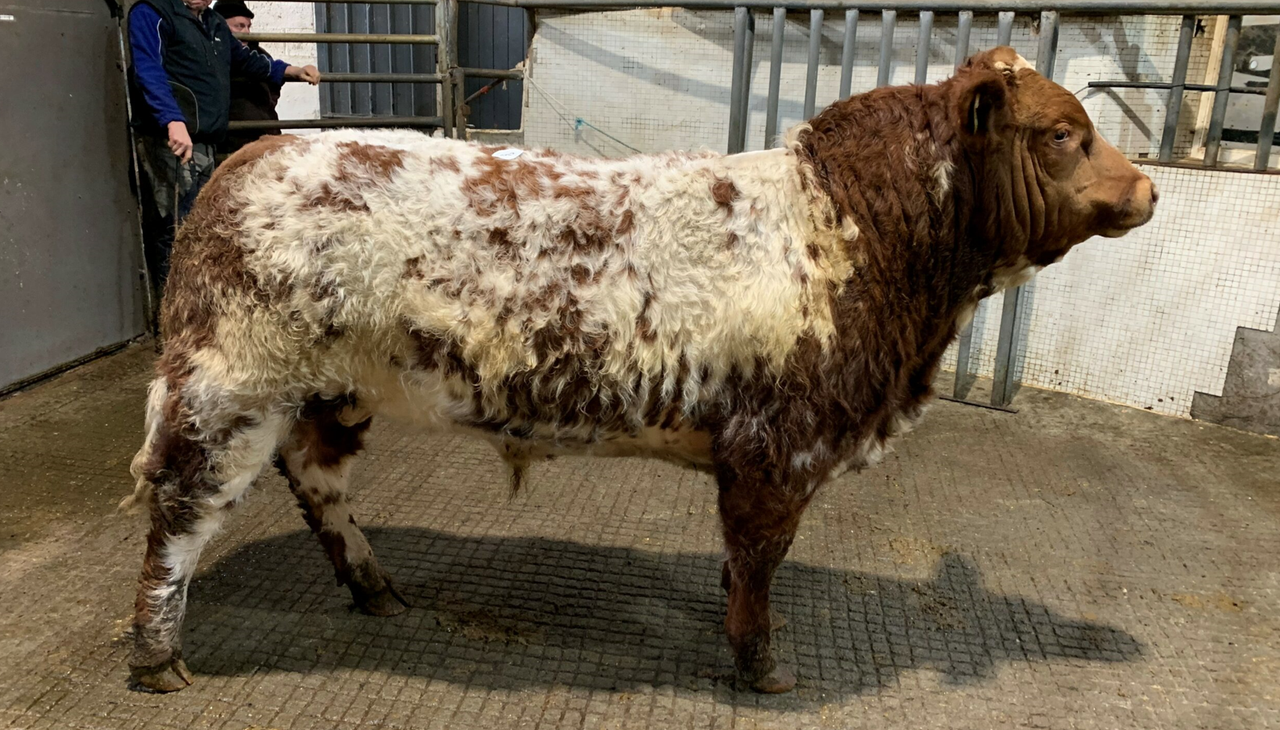 Mart report: Weanling bulls reach €4.23/kg at Balla Mart
