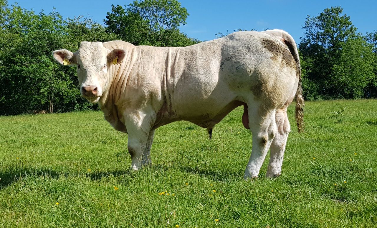10 top tips for managing a stock bull this breeding season