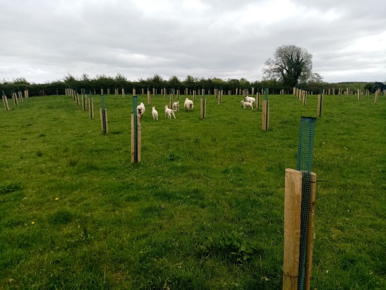 New booklet offers clarity to farmers and foresters on agroforestry