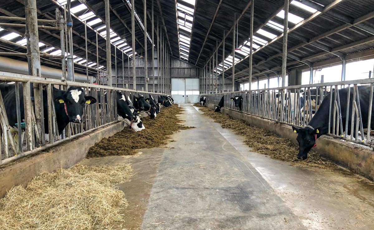 Dairy focus: Producing one million litres with one labour unit in the Netherlands