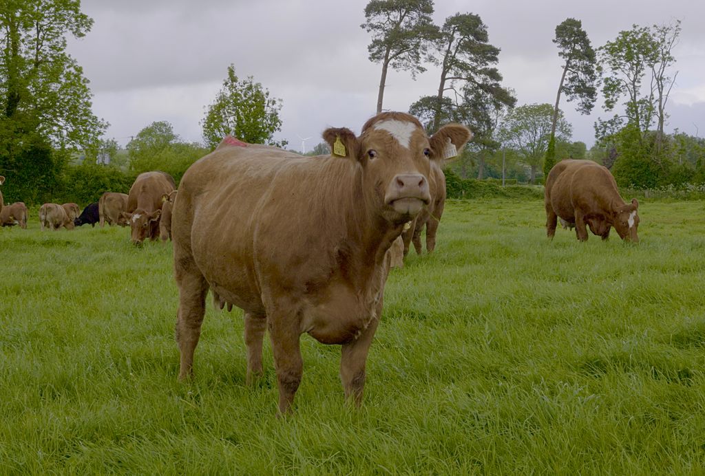 A key focus of the discussion on the day was the importance of grassland management and reseeding