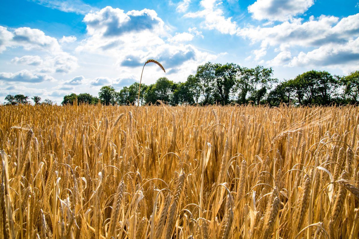 Did tillage land rental charges increase or decrease in 2018?