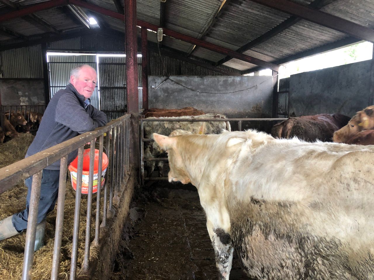 Beef Focus: Suckler-beef and sheep farming in stone wall country