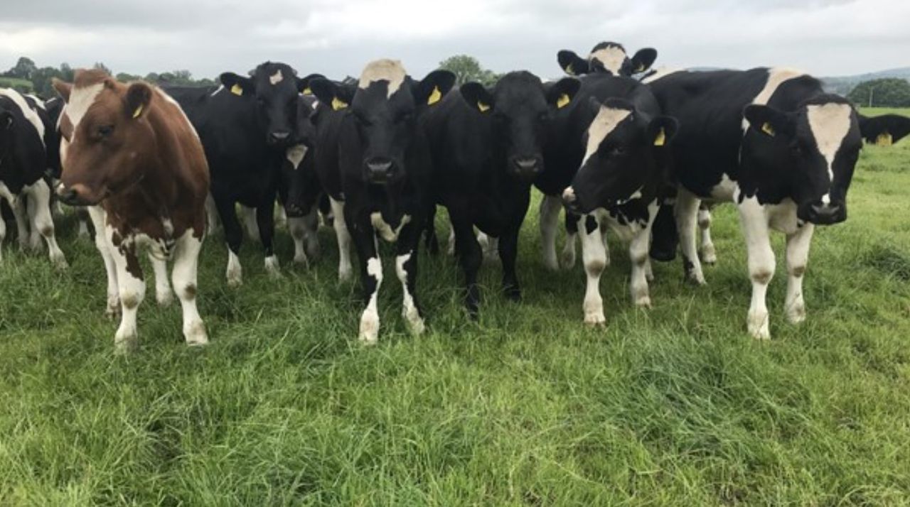 Green Acres: Change in calf buying tactics delivers in Limerick