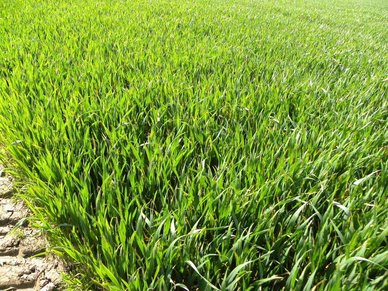CAP reforms driving tillage farmers cropping decisions