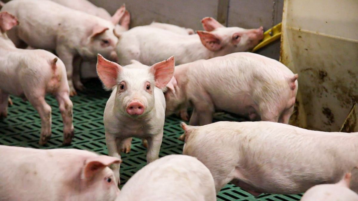 Early signs of price recovery in European pig market - report