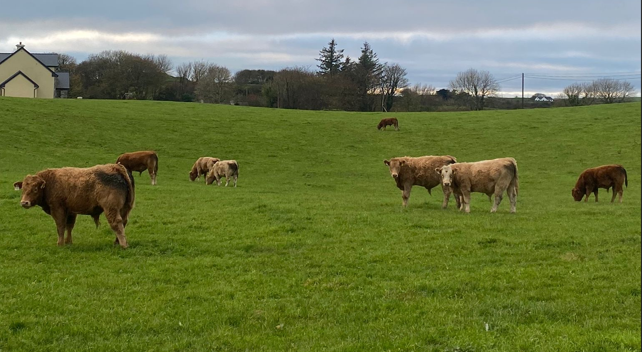 Farmers in NI reminded to seek vet advice on bluetongue vaccine