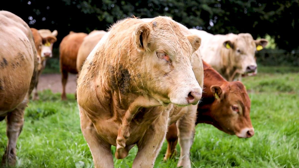 Demand for beef AI in Northern Ireland continues to grow