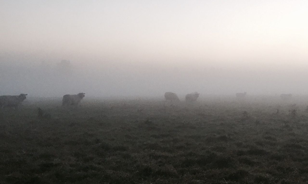 Weather: Met Éireann issues fog warning