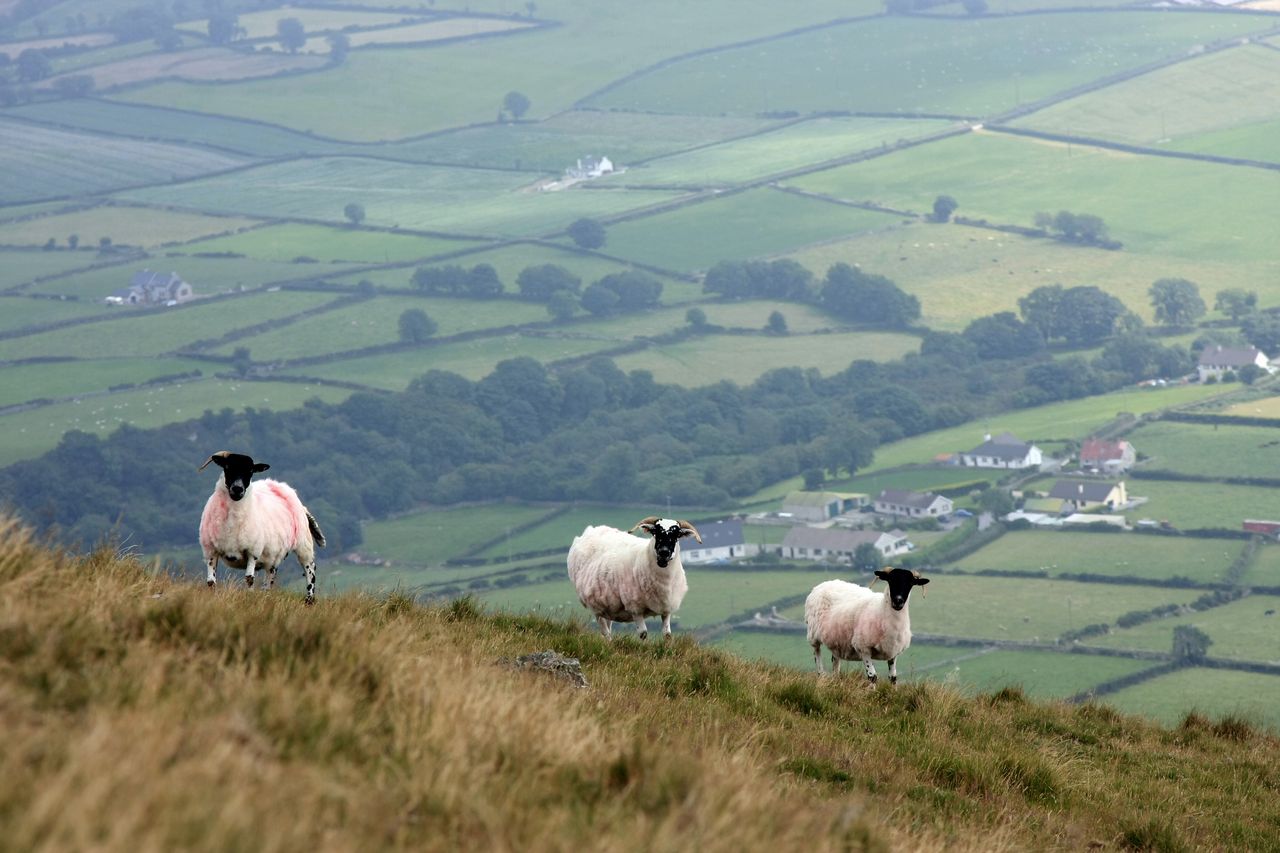 Why ewe body condition score matters