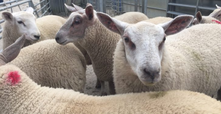 Teagasc BETTER farm sheep walk events taking place this week