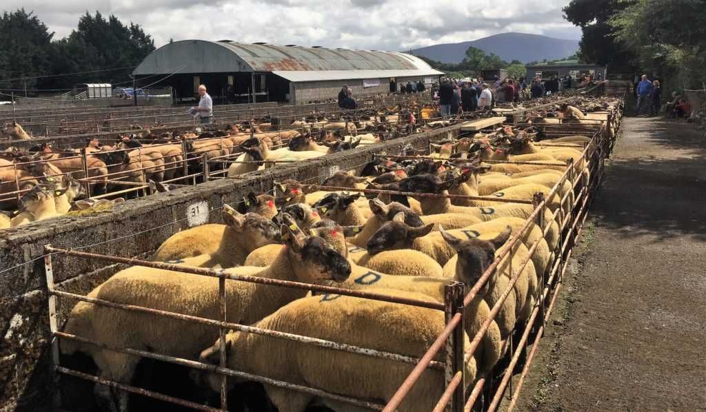 Borris Ewe Breeders set to hold 56th annual show and sale