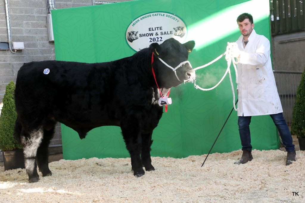 Niall Conaty, Corratubber, Co. Cavan, secured €5,300 for Ellens Urban (sired by Rawburn Boss Hogg N630)