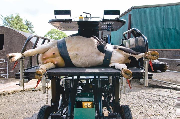 Rollover cows: Hoof crate innovation proving a big hit!