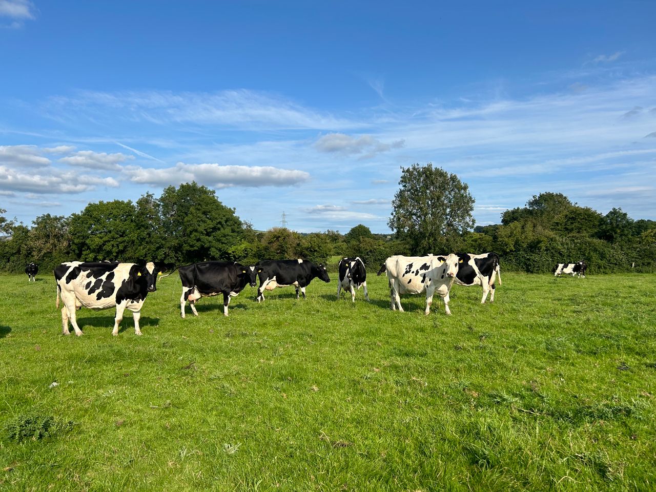 Maximising milk yield: To graze or not to graze