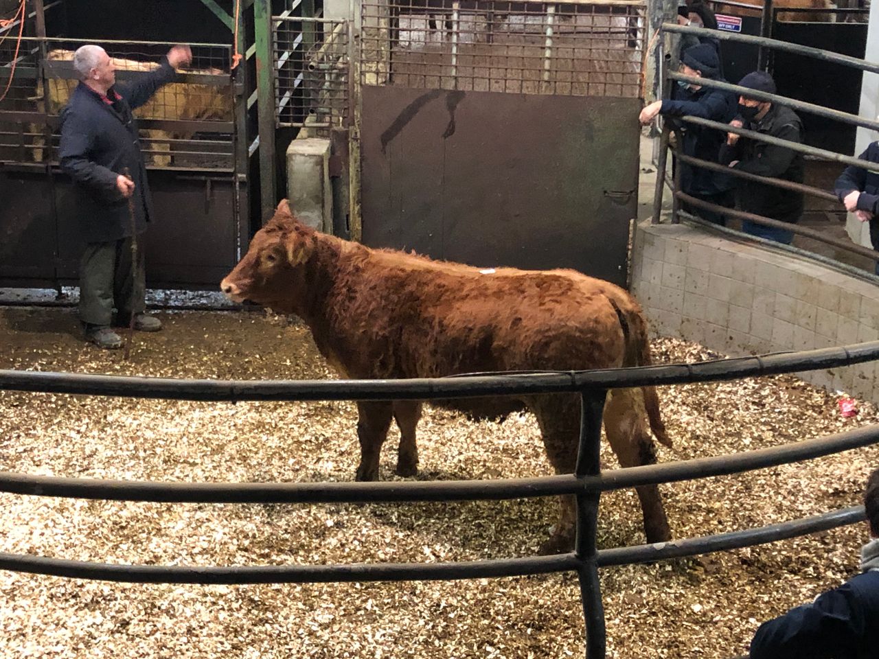 Pics and prices: Weanlings sell up to €3.33/kg at Ballyjamesduff Mart