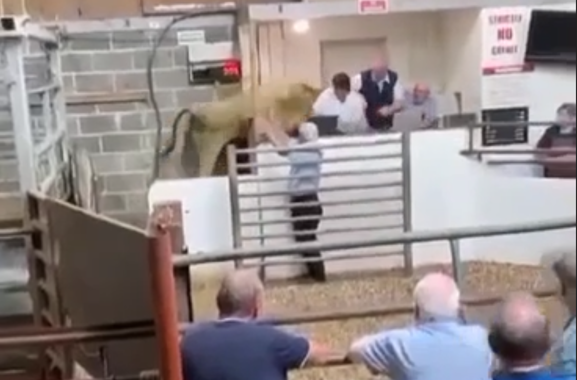 Heifer jumps into rostrum at Clones Mart