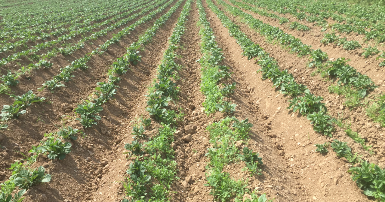 Technology to identify tuber size could be rolled out in Ireland
