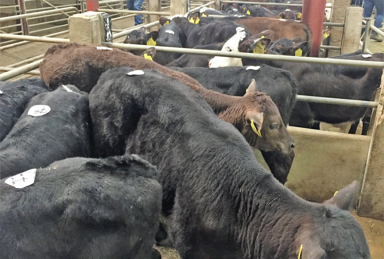 Pics and prices: Angus calves dominate Cahir trading