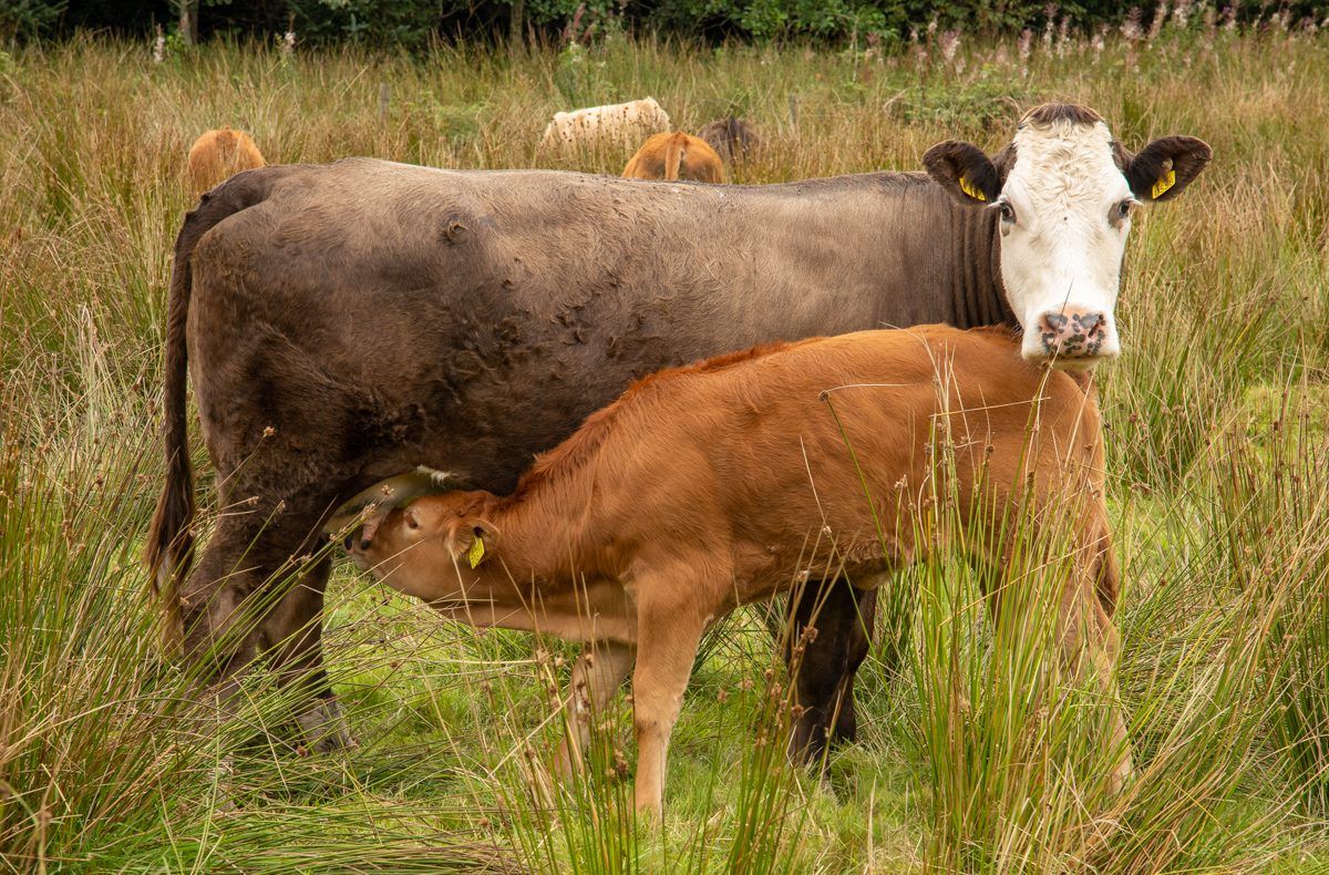 Beef and sheep scheme deadlines proving difficult - Cullinan