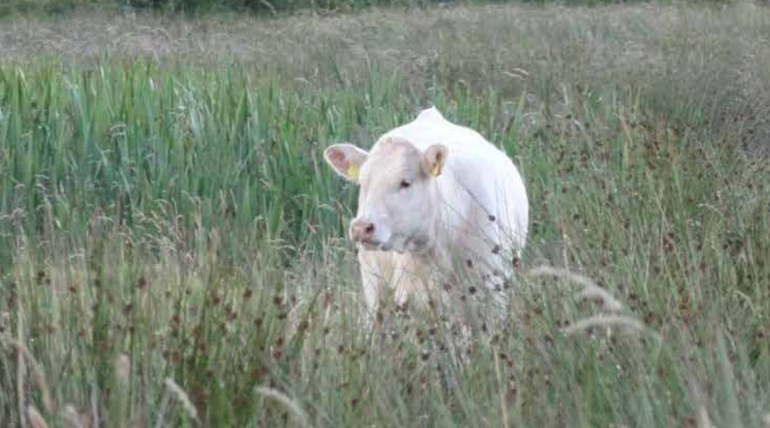 Caution urged as redwater cases spike in some regions