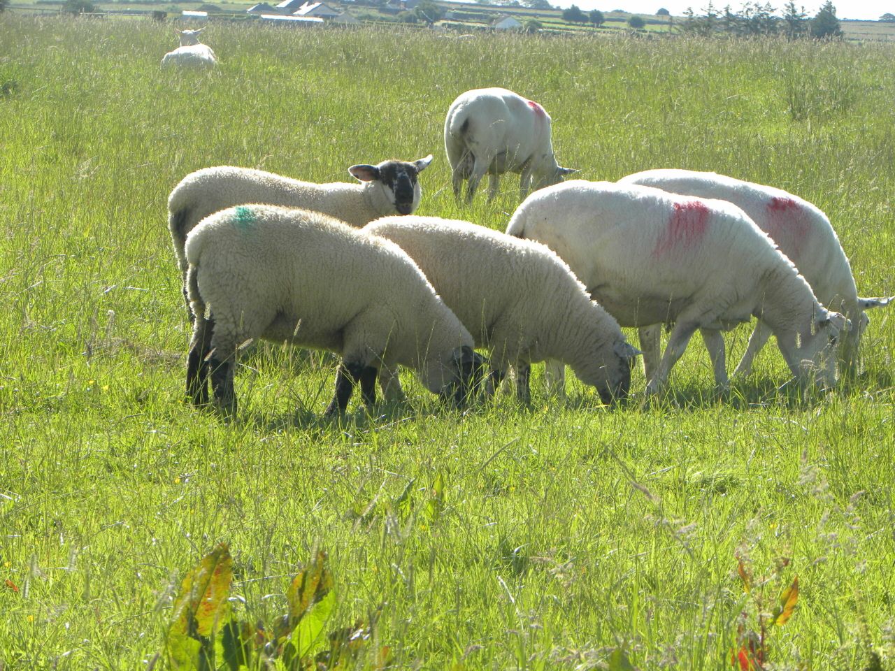 High demand for quality assured lambs in Northern Ireland