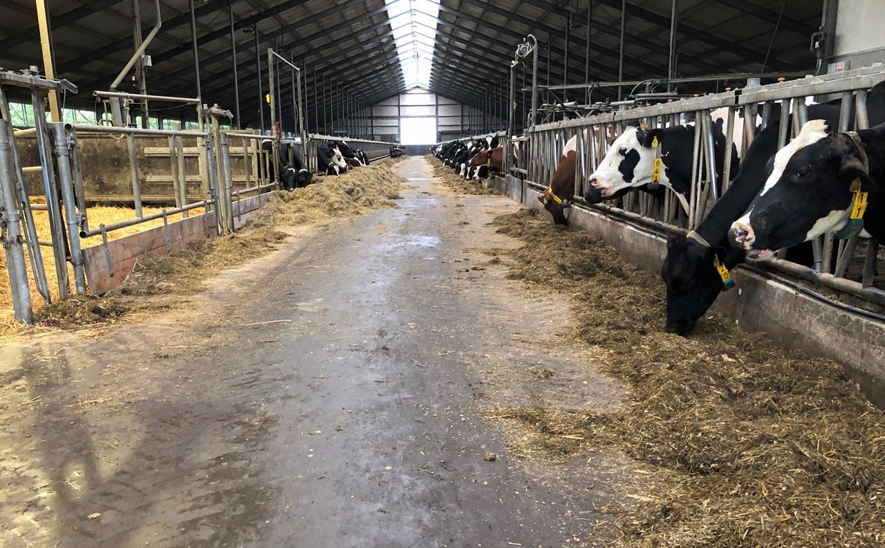 Dairy focus: A glimpse of how the other half lives in the Netherlands