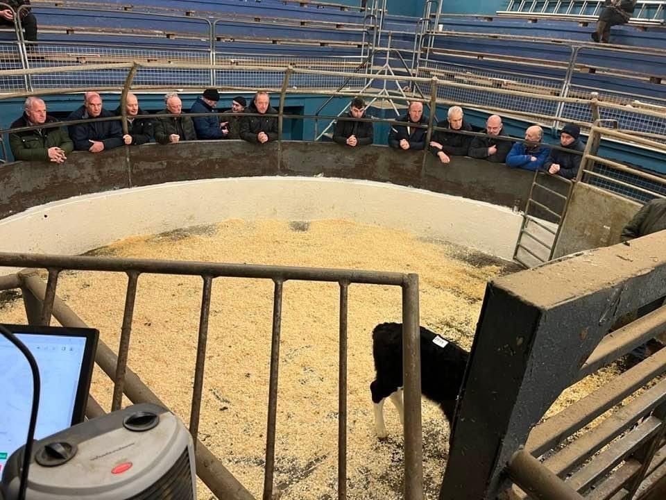 Positive trend and outlook for calf trade in marts