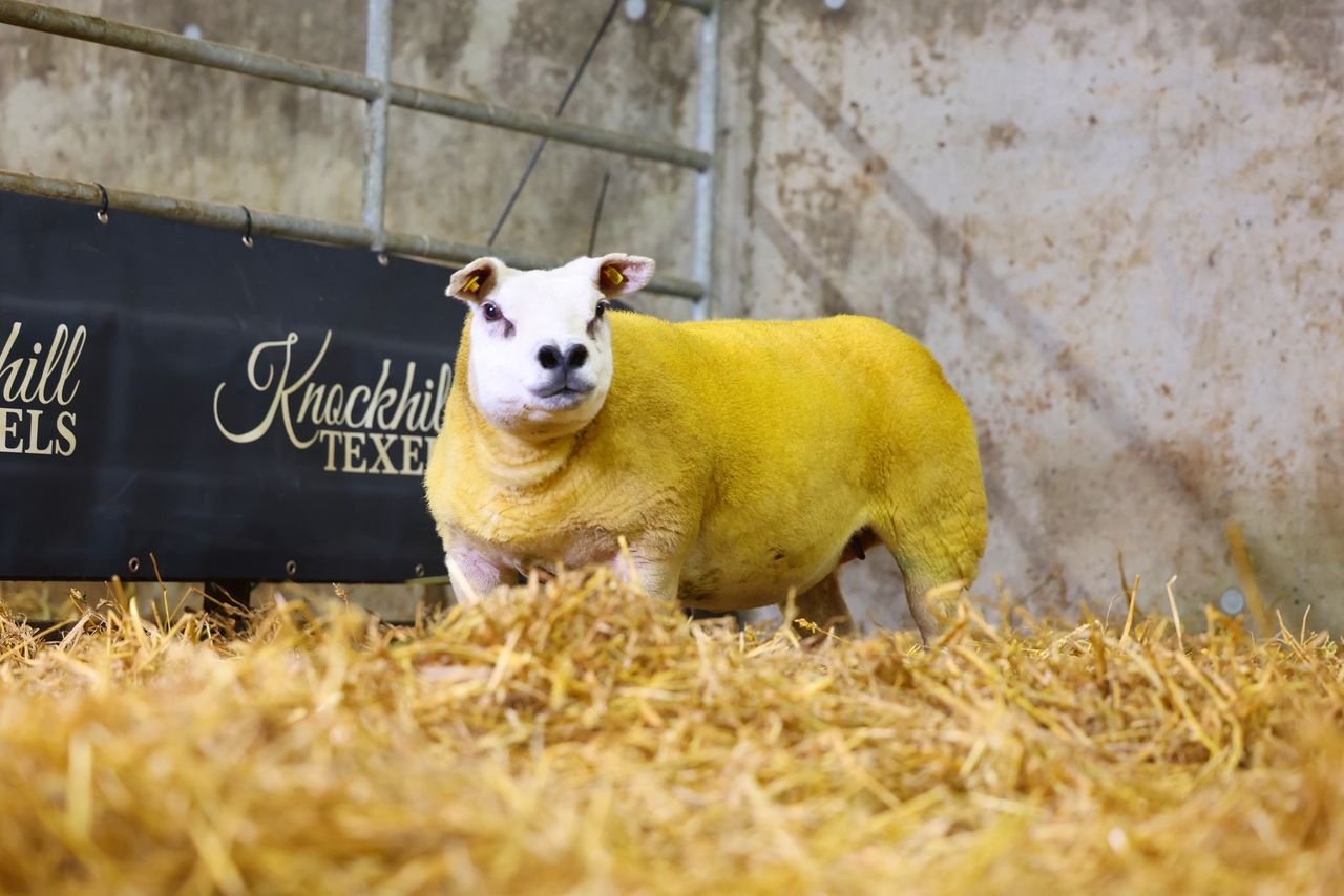 Knockhill Flock takes top prices at south-east Texel sale