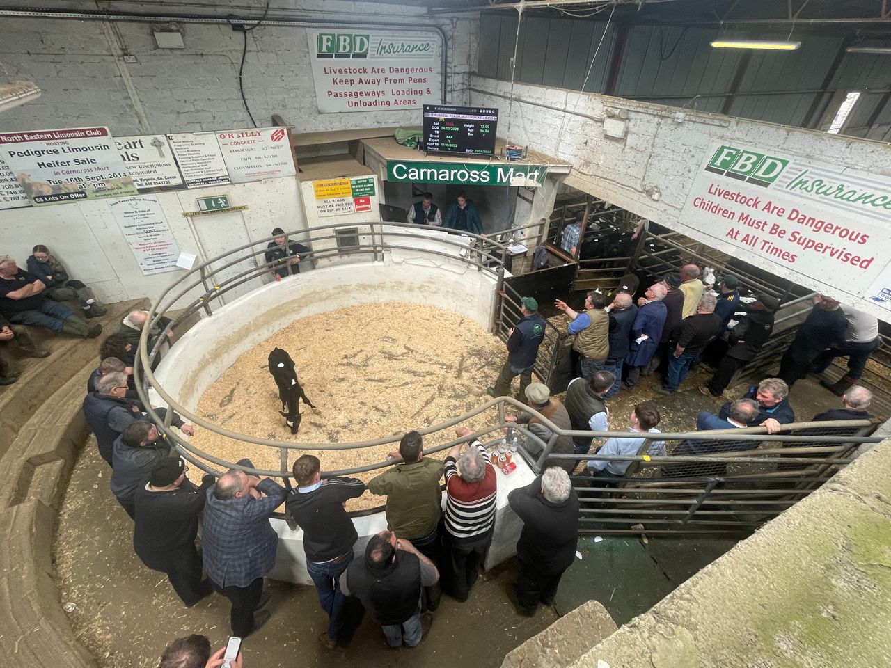 Mart report: Over 800 calves on offer at Carnaross