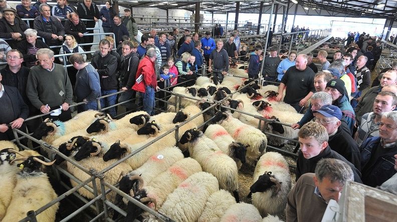 2,000 horned ram lambs wanted for export