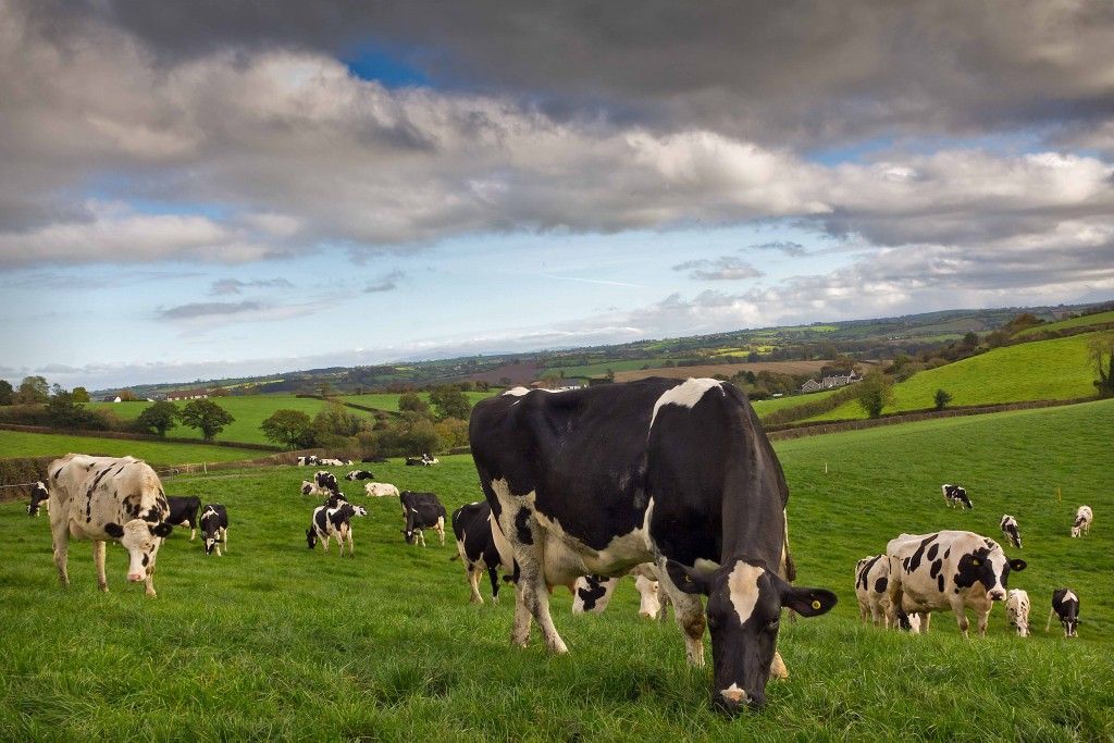'Suspending the Global Dairy Trade (GDT) will not solve anything'