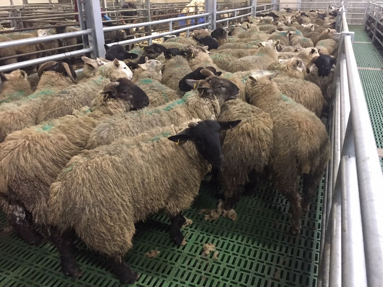 Clean Livestock Policy back in the limelight