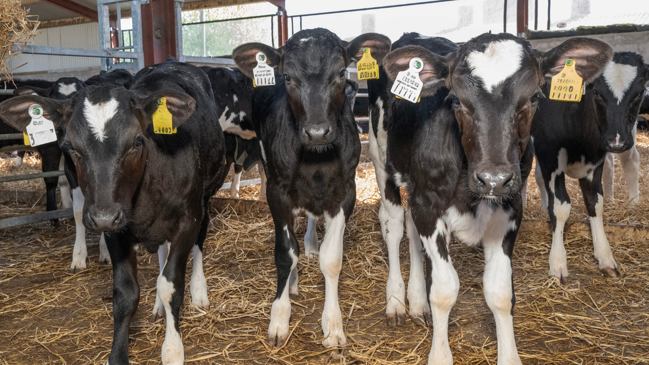 Calf Rearing 2026 Series: Aim for cost effective calf growth