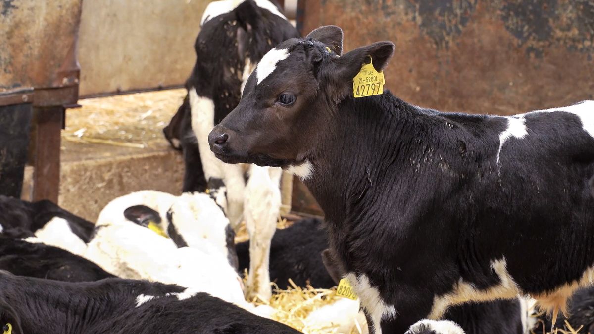 Research shows evidence of carryover of BVD infection in NI