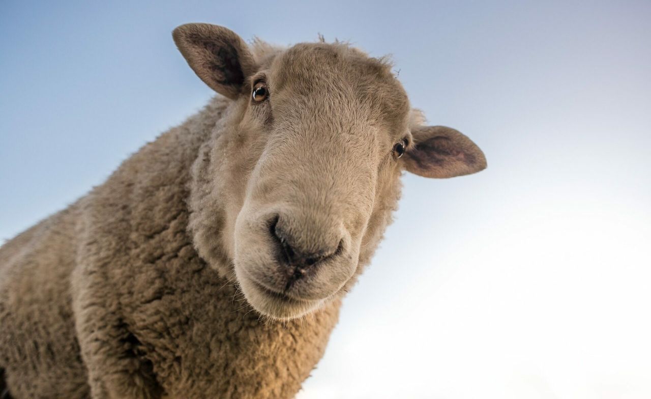 Call for development of sheep-milk industry in Ireland