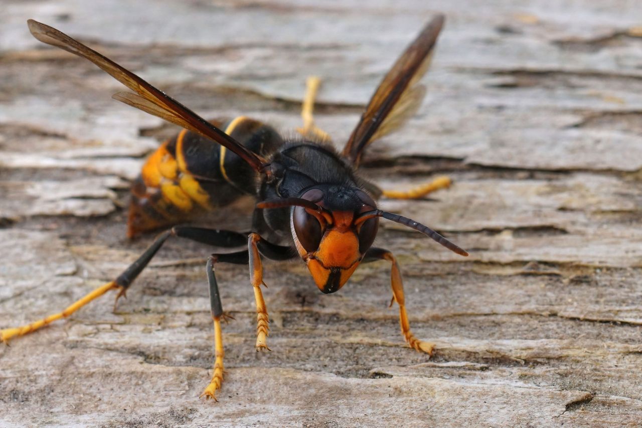 Asian hornet nest in Cork located after intensive search