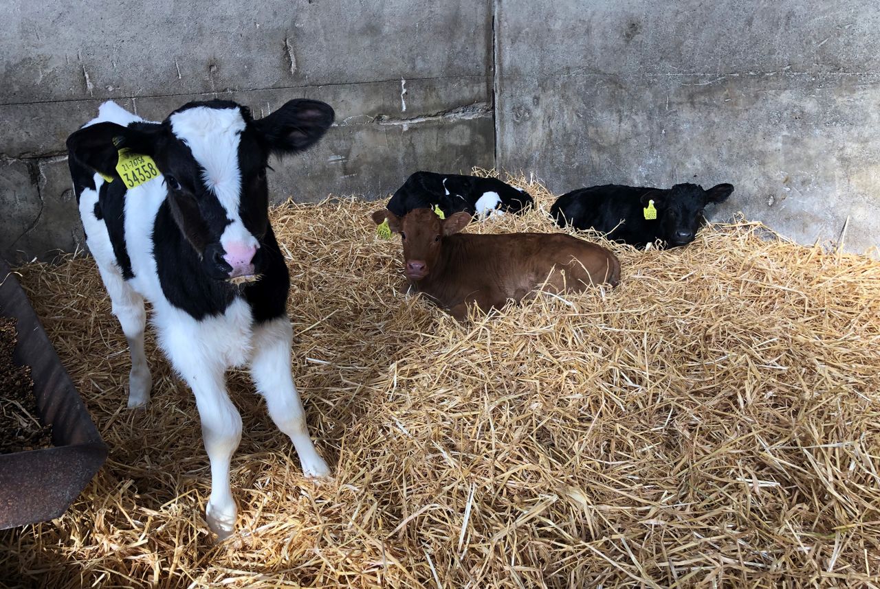 Dairy beef farms added to AHI CalfCare events for 2024