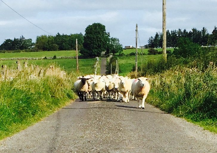 Irish sheepmeat exports hampered by French farmer protests
