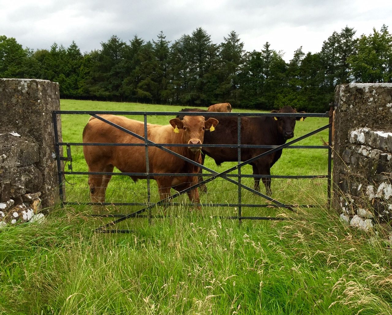 Sun, showers and heavy rain on the way - Met Eireann
