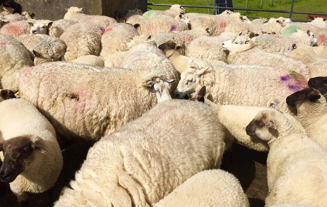 Calls to extend the deadline for applications to the Sheep Welfare Scheme