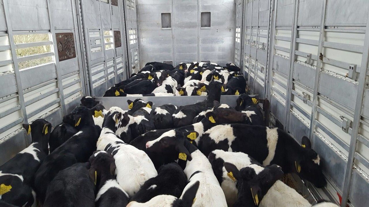 Almost 222,000 cattle exported to date this year