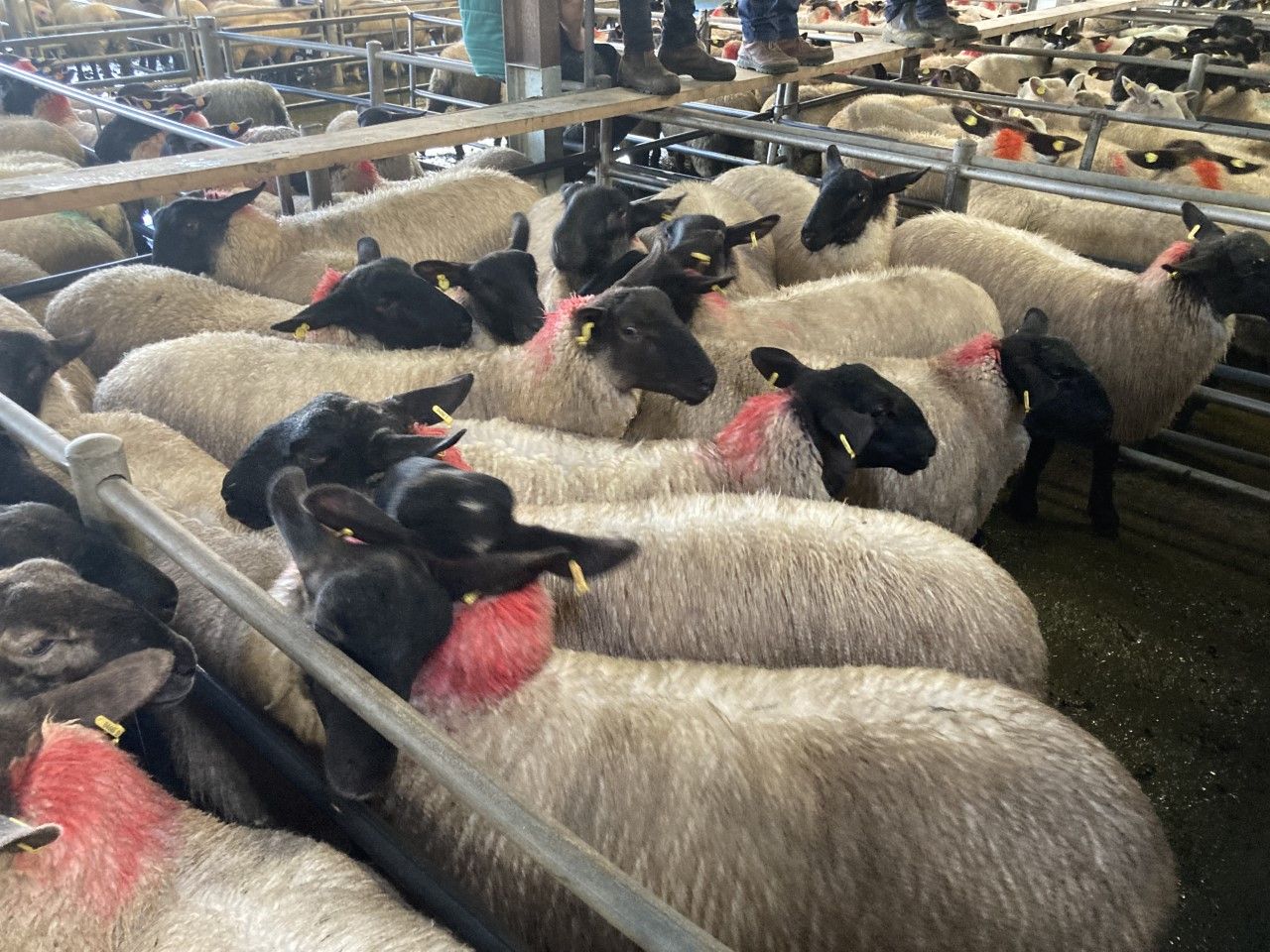 Sheep trade: Up to 10c/kg of a lift for lamb prices