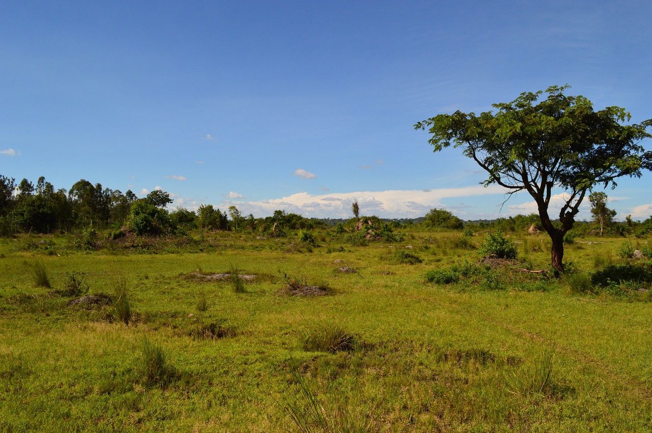 Agri-food companies sought for developing commercial projects in Africa