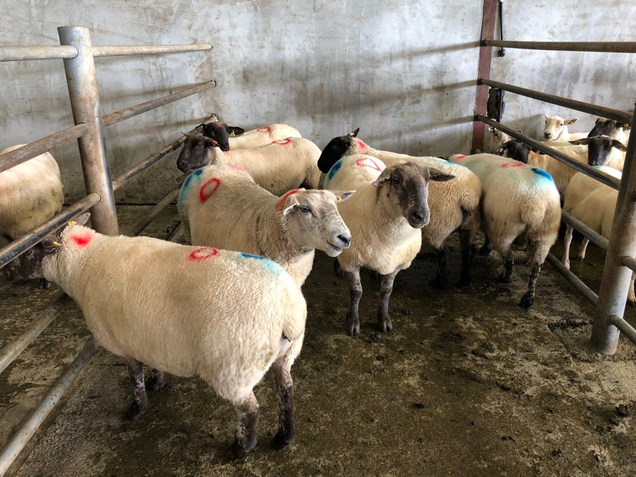 Sheep trade: New year's boost as prices edge up towards 520c/kg