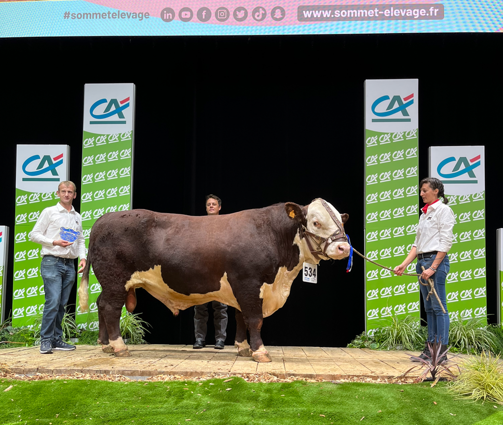 Overall Male Hereford Champion at Sommet 2022