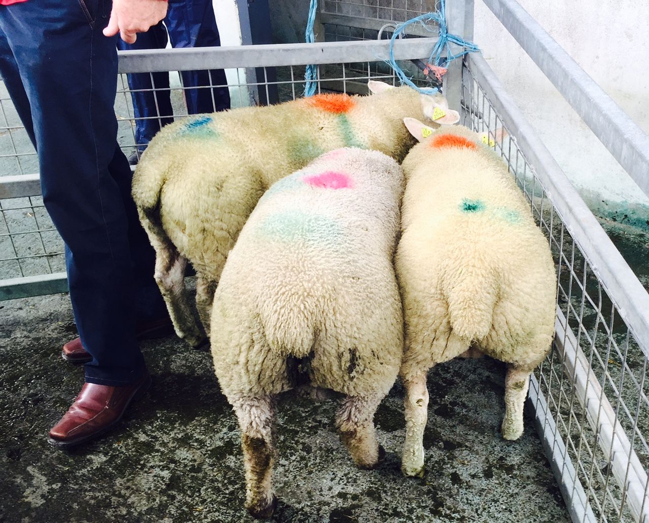 Why Kepak is not paying out on heavy lambs (See optimum spec)