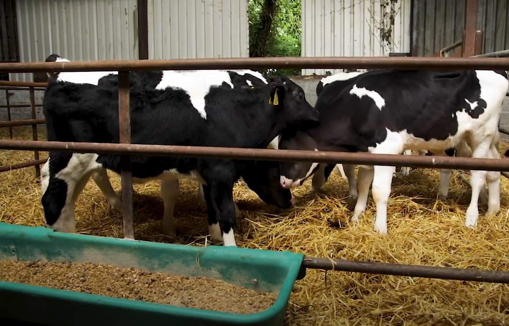 Virtual Farm Walk: Calf health is your wealth