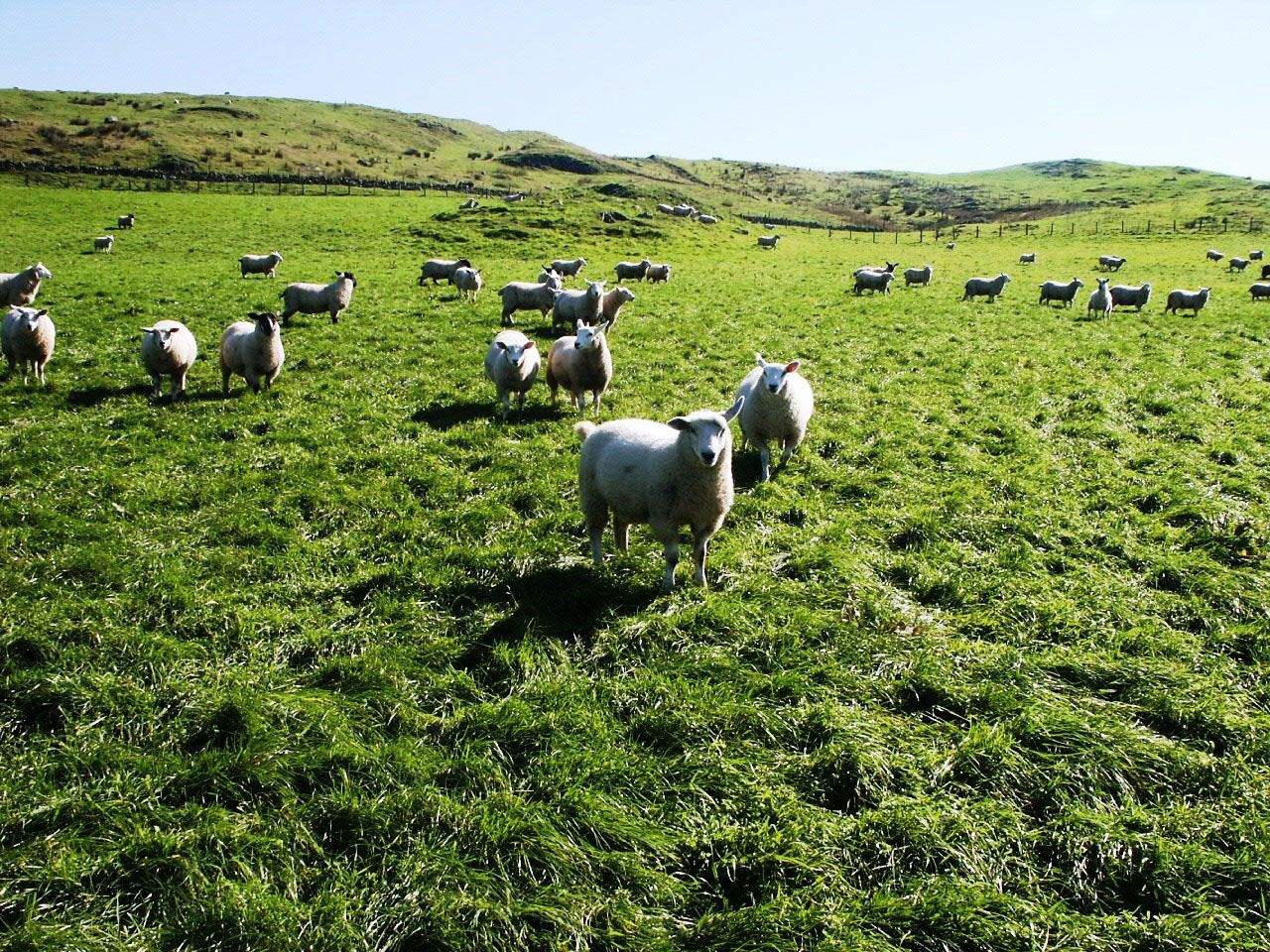 European sheep supplies set to remain tight in 2016 - AHDB